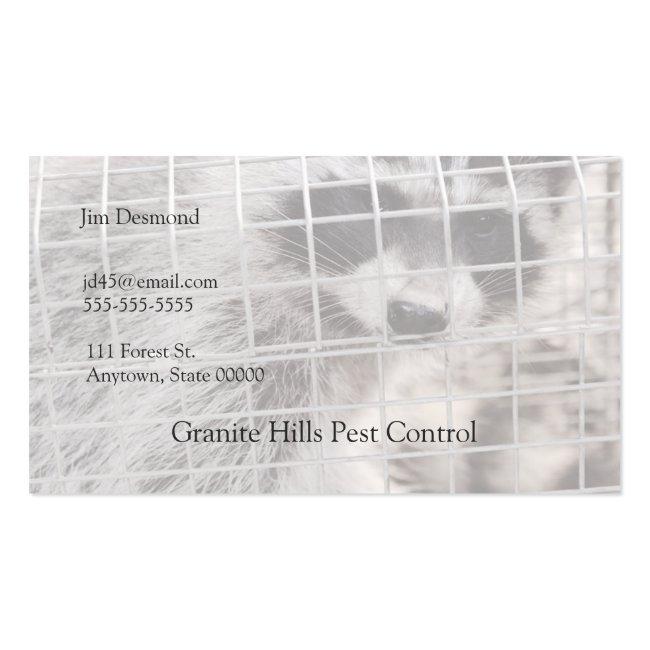 Raccoon In A Trap Business Card