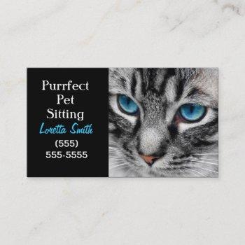 a-pal - silver tabby cat with blue eyes close up business card
