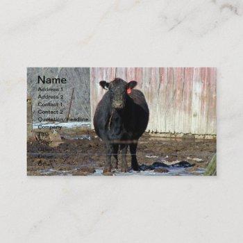 black angus cow in winter business card