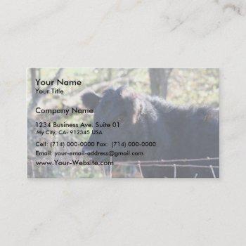 black cow looking out of fence business card