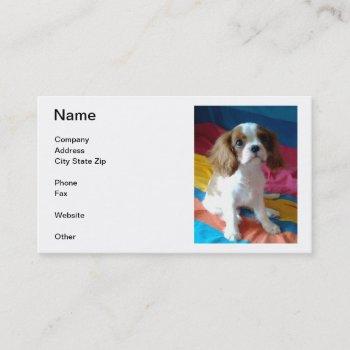 cavalier king charles spaniel business cards