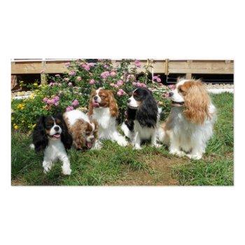 Small Cavalier Rescue Dogs Outside Business Card Back View