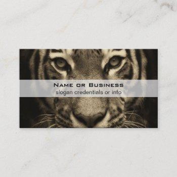 growling tiger face in sepia tones business card