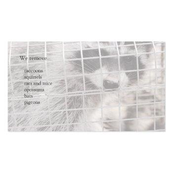 Small Raccoon In A Trap Business Card Back View