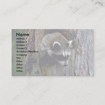 raccoon-summer-youngster in hollow tree business card