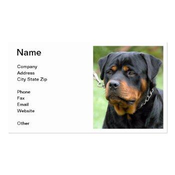Small Rottweiler Business Card Front View