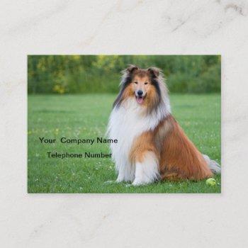 rough collie dog beautiful photo business card